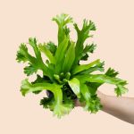 Bird's Nest Fern Crissie - 14CM Nursery Pot