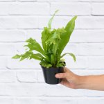 GREE N Flame Fern - 14CM Nursery Pot
