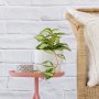 Hoya Carnosa Tricolor - In Coconut White Flo Planter