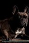 French Bulldog Affirmations Workbook French Bulldog Presents - Positive And Loving Affirmations Workbook. Includes: Mentoring Questions Guidance Supporting You.   Paperback