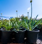 Agapanthus Drawf White 17CM