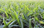 Buffalo Grass 200 Plug Tray