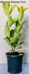 Viburnum Sinensis 17CM Pot