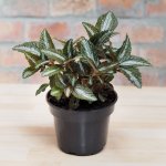 Silver Tree Plant - 14CM Nursery Pot
