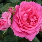 Pink Cloud Climbing Rose 5LT
