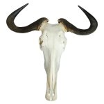 Authentic Blue Wildebeest Skull Plain 62CM