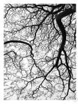 Durban Forest Art Print - A2