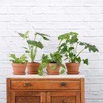 Jungle Starter Pack - In Terracotta Pot Set