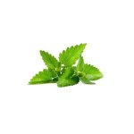 Peppermint Essential Oil Mentha Piperita - 10 Ml - 500 Ml