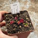 Venus Fly Trap 'large Erect Pink Trap.' Special Import. - Dormant Plant. 7.5CM Plastic Container.