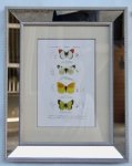 Antique Mirrored Butterfly Picture – 51X41CM