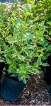 Viburnum Tinus Lucidum 10LT