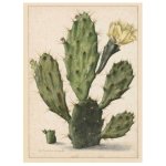 Prickly Pear 3 Art Print