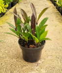 Hoya Pubicalyx - In 14CM Nursery Pot