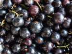 Blackcurrant Concentrate - 50ML