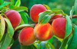 Peach Concentrate - 10ML