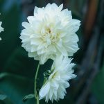 Dahlia Decorative – “white” Bulbs