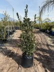 Laurus Nobilis Tree 50LT