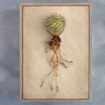 Succulent Study 6 Art Print - 100CM X 150CM Framed Canvas With Natural Wood Frame