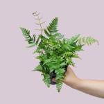 Autumn Fern - 12CM Nursery Pot