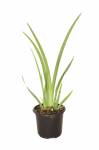 Dietes Grandiflora 12CM Pot