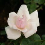 New Dawn Climbing Rose 5LT