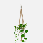 Macram - Jute Forest