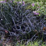 Ophiopogon Planiscapus 4LT