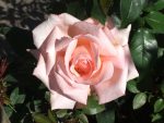 New Zealand Rose Std 90CM