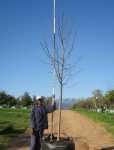 Liquidambar Styraciflua 400LT