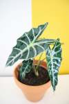 Alocasia Polly - 14CM
