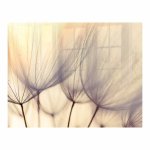 Decorative Glass Wall Tile 898 X 700 X 6MM Dandelion Floret