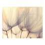 Decorative Glass Wall Tile 898 X 700 X 6MM Dandelion Floret
