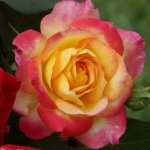 Passion Of St. Peters Rose 5LT