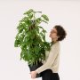 Swiss Cheese Plant - Mosspole - 19CM Nursery Pot