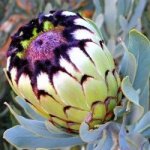 Protea Lady Klara 15CM Pot