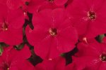 Petunia Dreams Red Seed - 50 Pelleted Seed