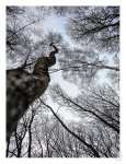 Forest 2 Art Print - A1