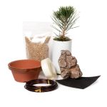 Japanese Black Pine Root Over Rock Video Based Learning