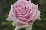 Fifty Shades Of Grey Hybrid Tea Rose 5LT
