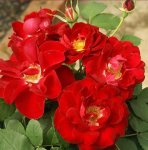 Momentum Rose 5LT