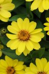 Zinnia Zahara Yellow Seed - 10 Raw Seed
