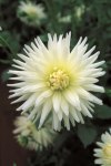 Dahlia Cactus – “anja G.j.” Bulbs