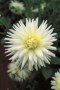 Dahlia Cactus – “anja G.j.” Bulbs