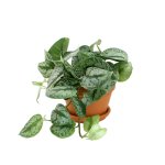 Pothos - Silver Splash - 17CM Azalea Terracotta Pot & Saucer