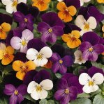Viola Sorbet Jump Up Mix Xp Seed - 5000 Raw Seed