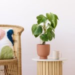 Arrowhead Plant - Frosted Heart - In 13CM Shing Plinth Terracotta Planter