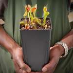 Venus Fly Trap 'B52' - 3 Years Or Older. 12CM Plastic Container.