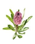 Protea Compacta X Susannae Art Print - A3