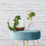 Hoya Compacta - In White Pluto Planter